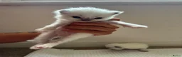 Ragdoll cats for sale: 8 beautiful ragdolls for sale in Ware - Advert 8
