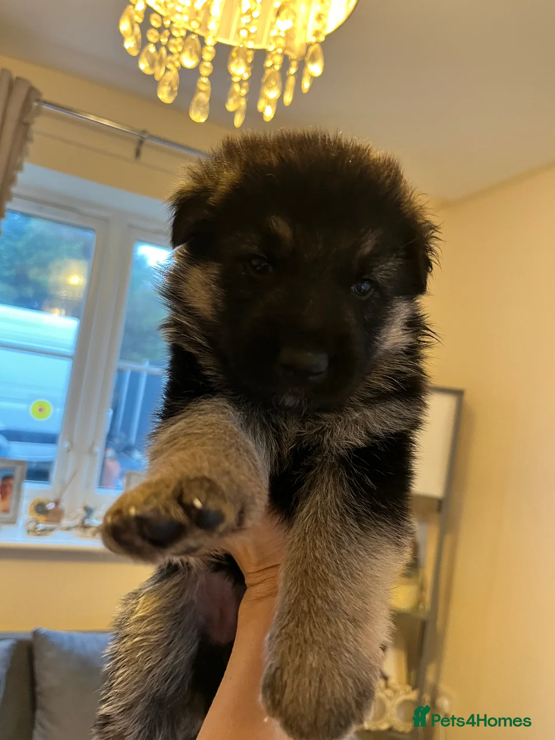 German Shepherd dogs for sale: German shepherd puppies  - Advert 22