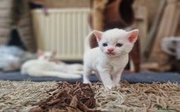 Mixed Breed cats for sale: Adorable white kittens  - Image 4