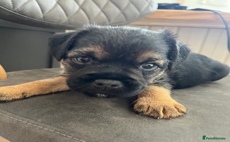 Border Terrier dogs - Advert 5