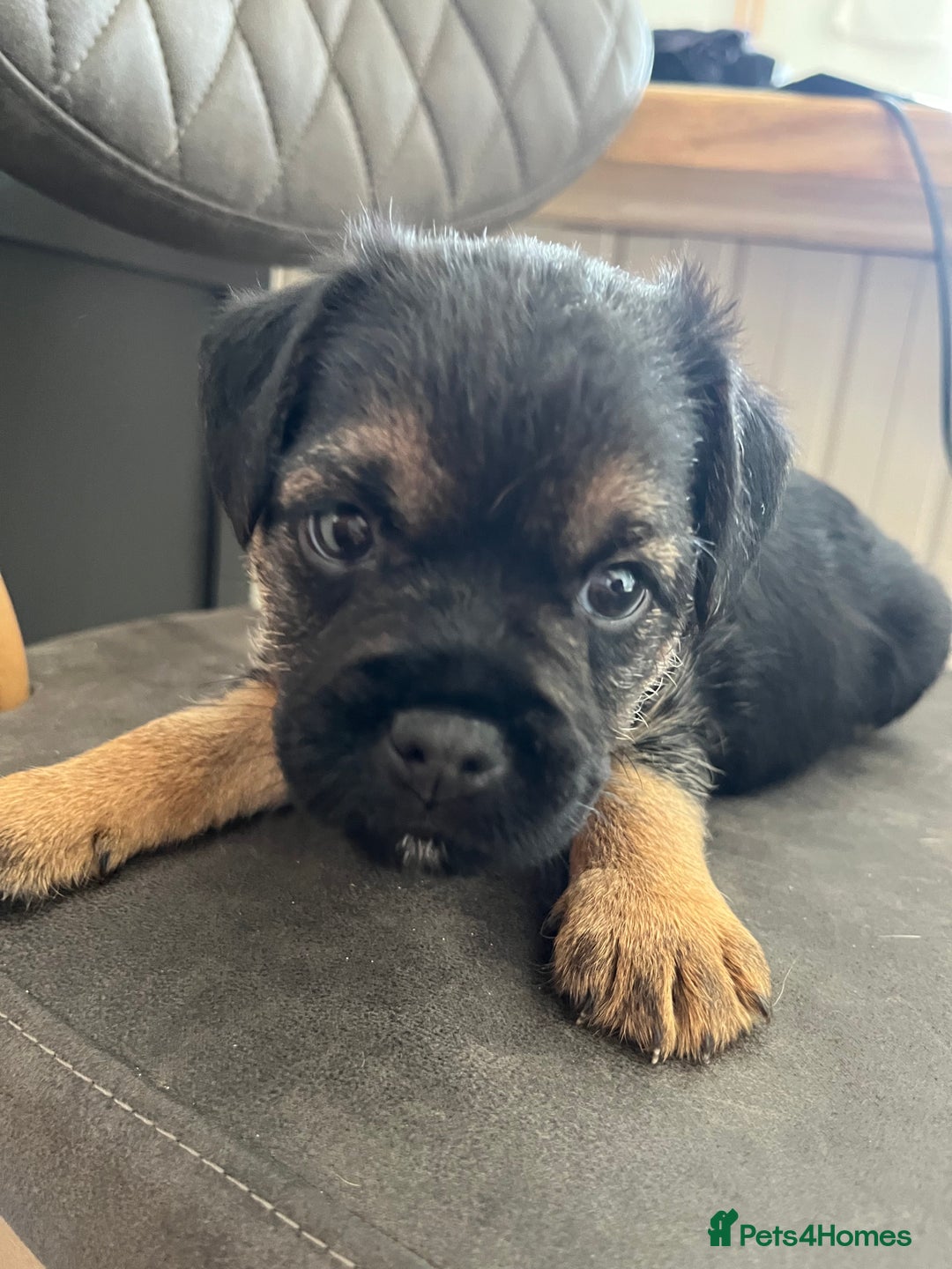 Border Terrier dogs for sale: Border Terrier pups - Blue & Tan - Image 1