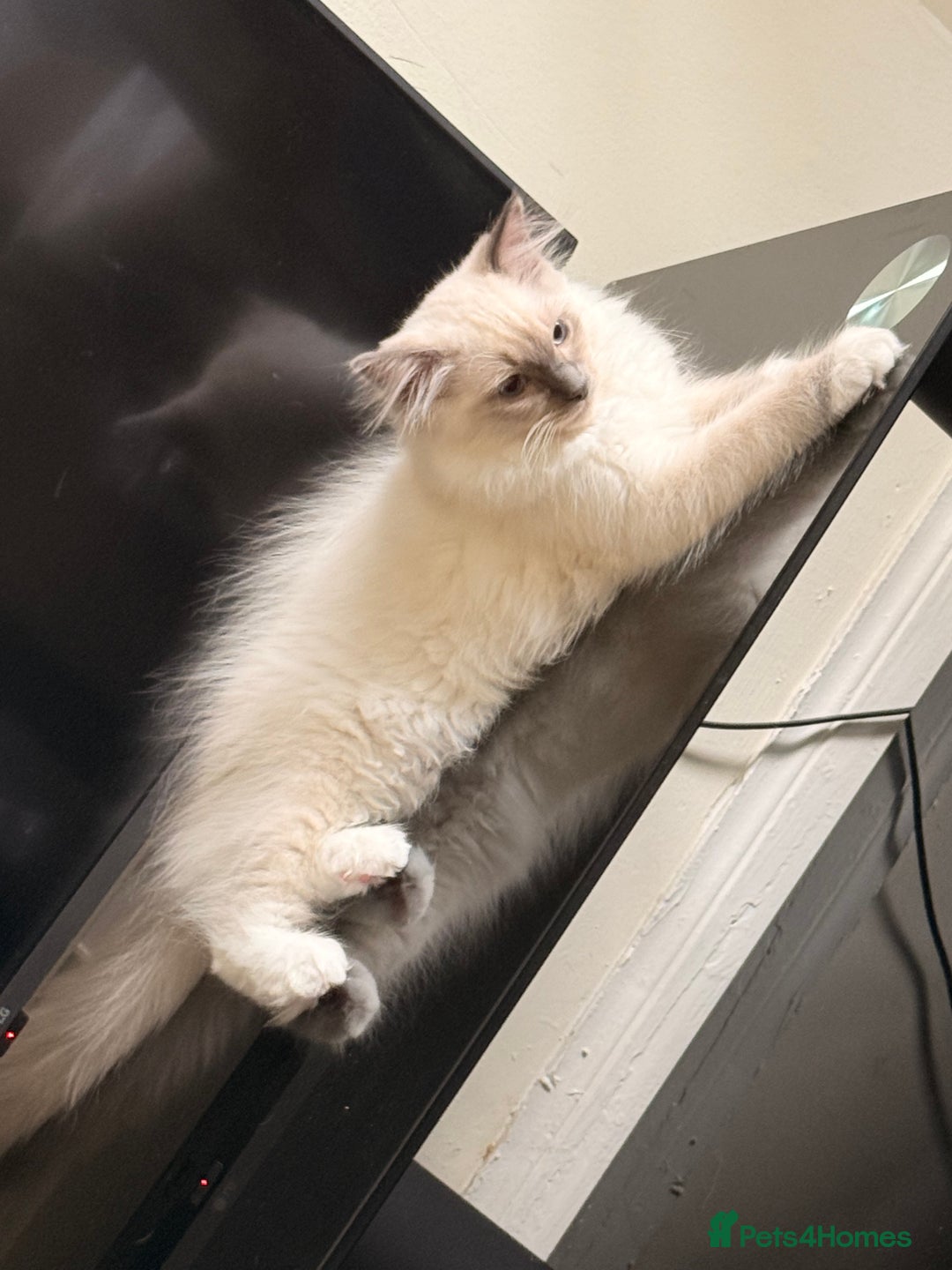Ragdoll cats for sale: Ragdoll Kittens Ready for Their Forever Home - Image 5