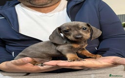 Dachshund dogs for sale: Miniature Dachshund Puppies - Advert 24
