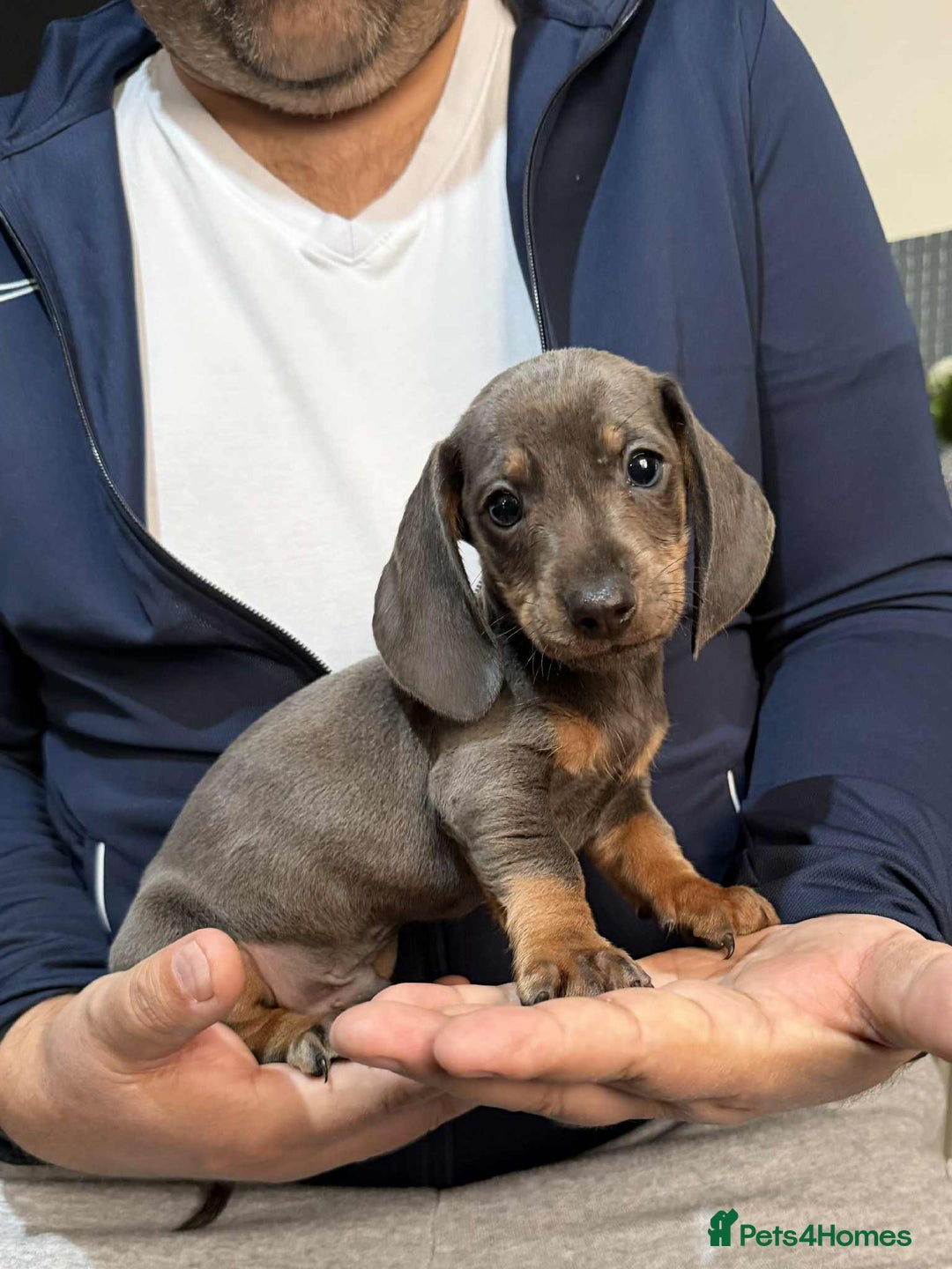 Dachshund dogs for sale: Miniature Dachshund Puppies - Advert 24