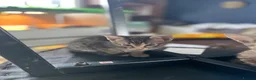 Mixed Breed cats for sale: Oriental x f5 savanna  - Advert 5