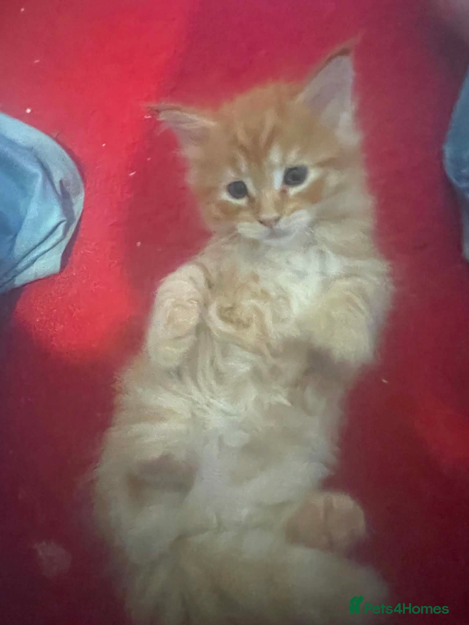 Maine Coon cats for sale: Maine coon kittens - Advert 5