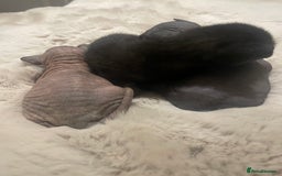 Sphynx cats for sale: Beautiful Sphynx cross orinetal kittens  - Advert 12