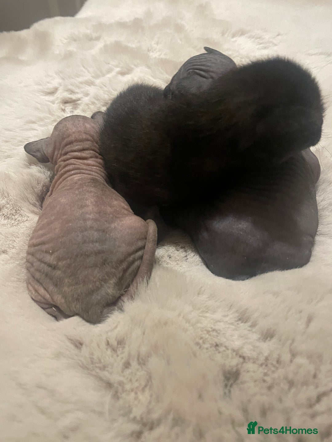 Sphynx cats for sale: Beautiful Sphynx cross orinetal kittens  - Advert 12