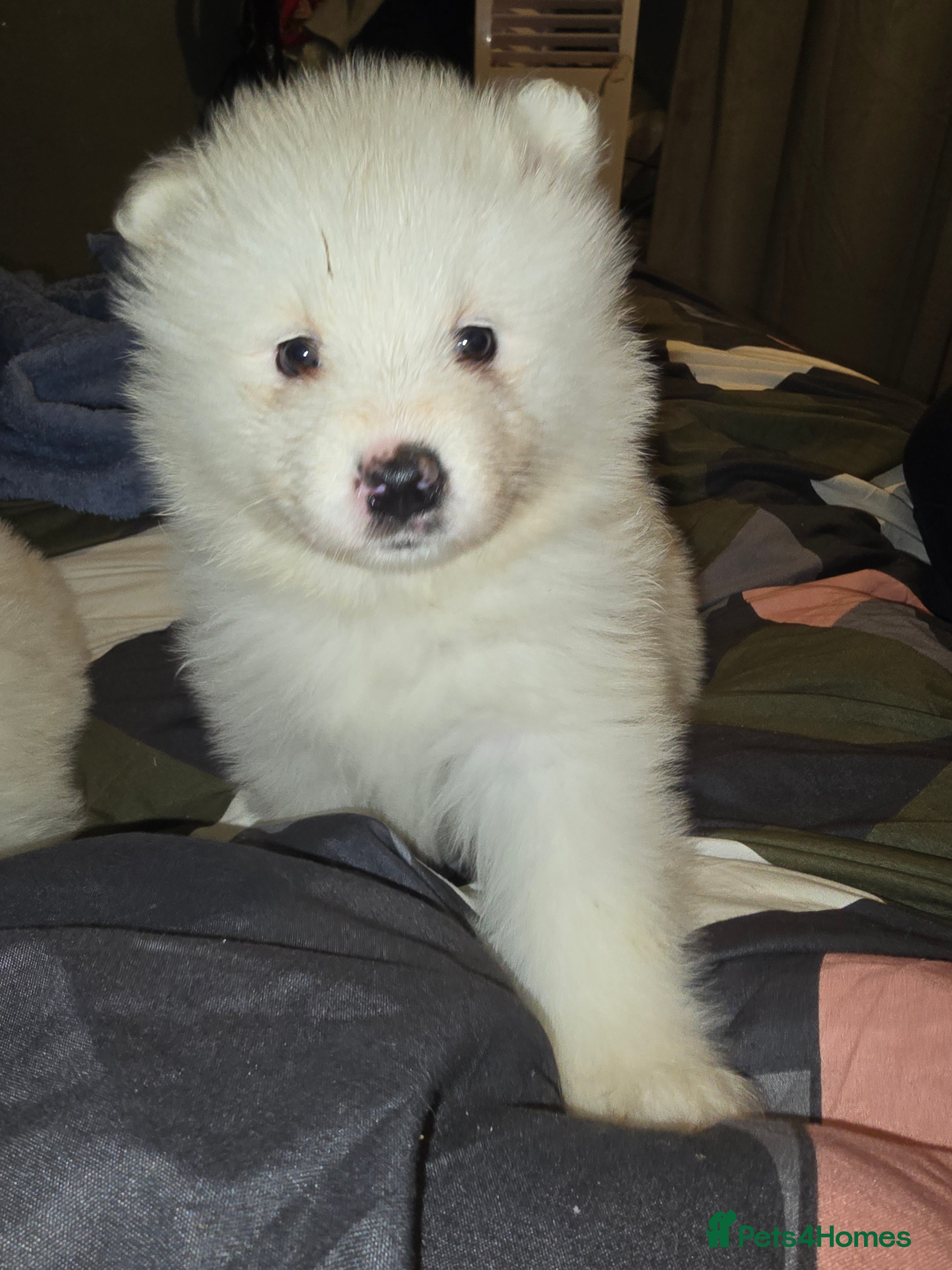 Samoyed dogs Registered samoyed puppies  - Advert 1