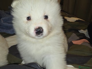 Samoyed dogs Registered samoyed puppies - Advert 1