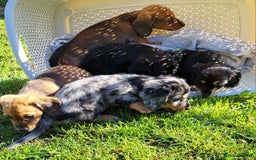 Miniature Dachshund dogs for stud: STUD 100% Long Haired Cream Miniature Dachshund - Image 20