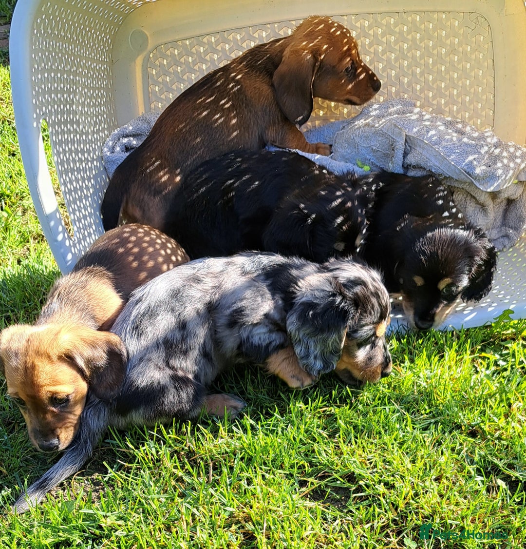 Miniature Dachshund dogs for stud: STUD 100% Long Haired Cream Miniature Dachshund - Image 20