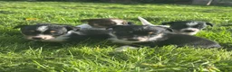 Jack Russell dogs for sale: jack Russel puppies for sale  - Advert 8
