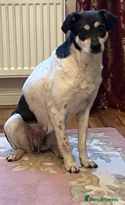 Mixed Breed dogs Stella ⭐️ - Advert 1