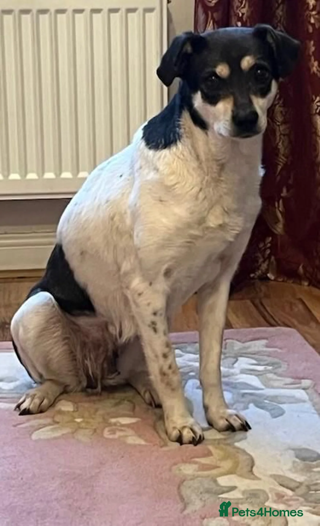 Mixed Breed dogs for adoption: Stella ⭐️ in ELY - Advert 1