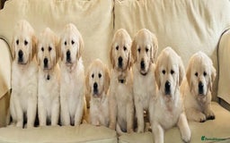 Golden Retriever dogs for stud: Cesarka Golden Retrievers in Conwy - Image 10