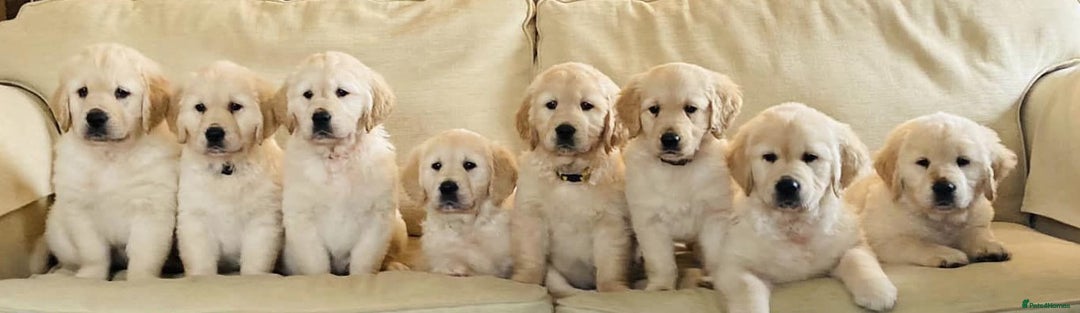 Golden Retriever dogs for stud: Cesarka Golden Retrievers in Conwy - Image 10