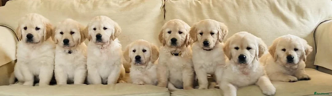 Golden Retriever dogs for stud: Cesarka Golden Retrievers in Conwy - Advert 13