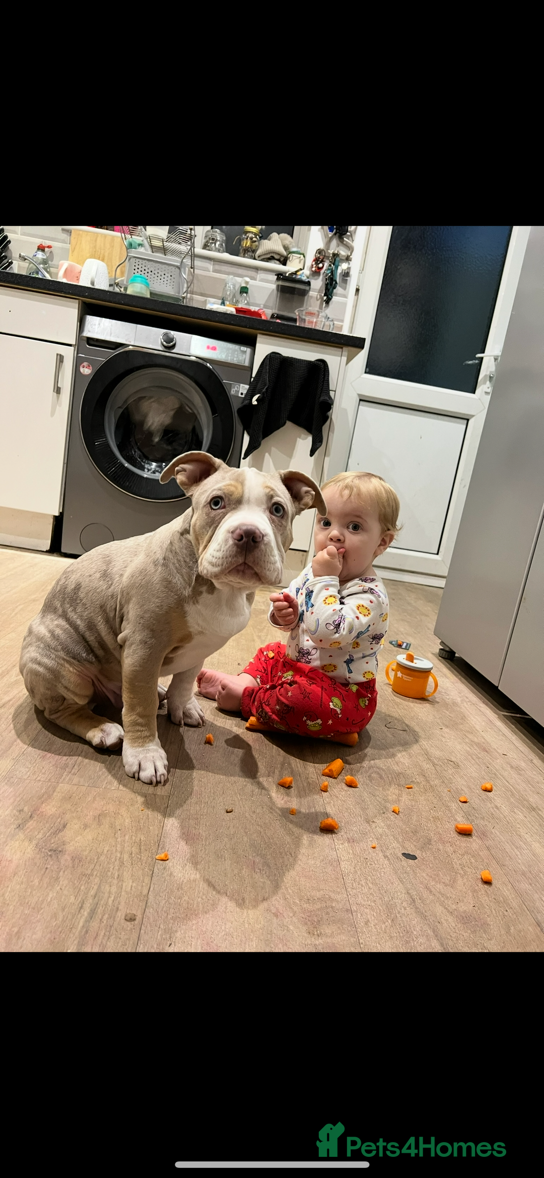 American Bully dogs for sale: One year old male Pocket Bully - Image 4