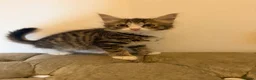 Mixed Breed cats for sale: Kittens ready for new homes now  - Advert 1