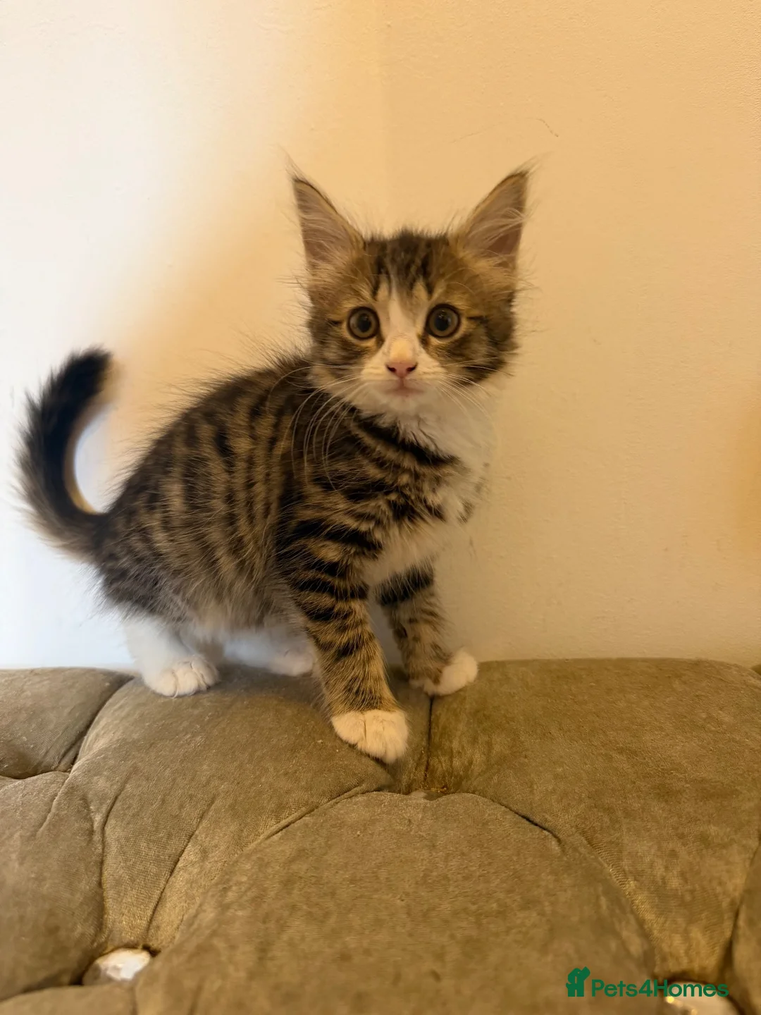 Mixed Breed cats for sale: Kittens ready for new homes now  - Advert 1