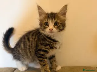 Mixed Breed cats Kittens ready for new homes now - Advert 1