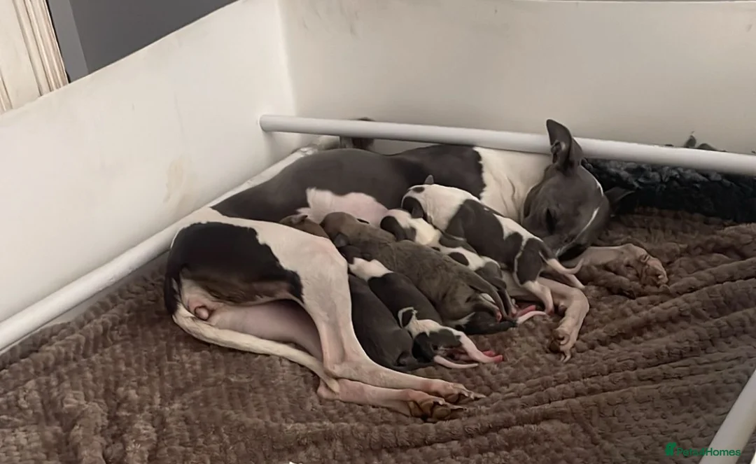 Whippet dogs for sale: Stunning litter of whippets  - Advert 2