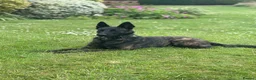 Belgian Shepherd Dog dogs for sale: EXCEPTIONAL WORKING LINE SHEPHERDS! - Advert 12