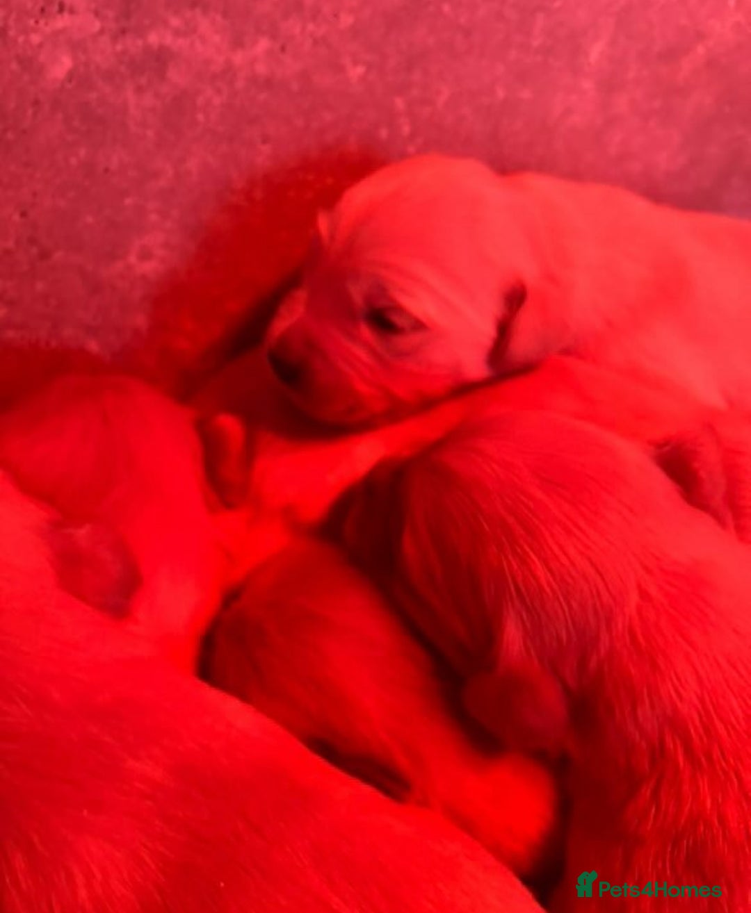 Golden Retriever dogs for sale: Kc registered Golden Retriever puppies available  - Image 15