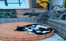 Mixed Breed cats for sale: Two indoor females seeking loving home together  - Image 6