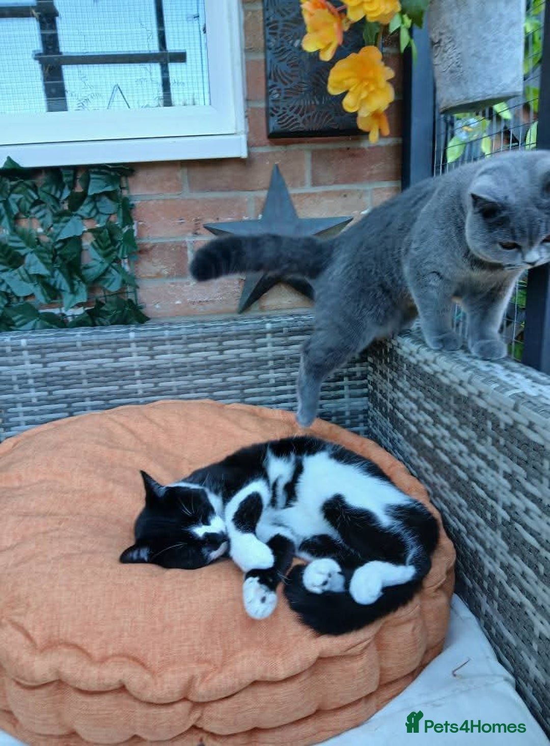 Mixed Breed cats for sale: Two indoor females seeking loving home together  - Image 6