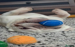 French Bulldog dogs for sale: two-year-old Platinum Lilac Frenchie - Advert 2