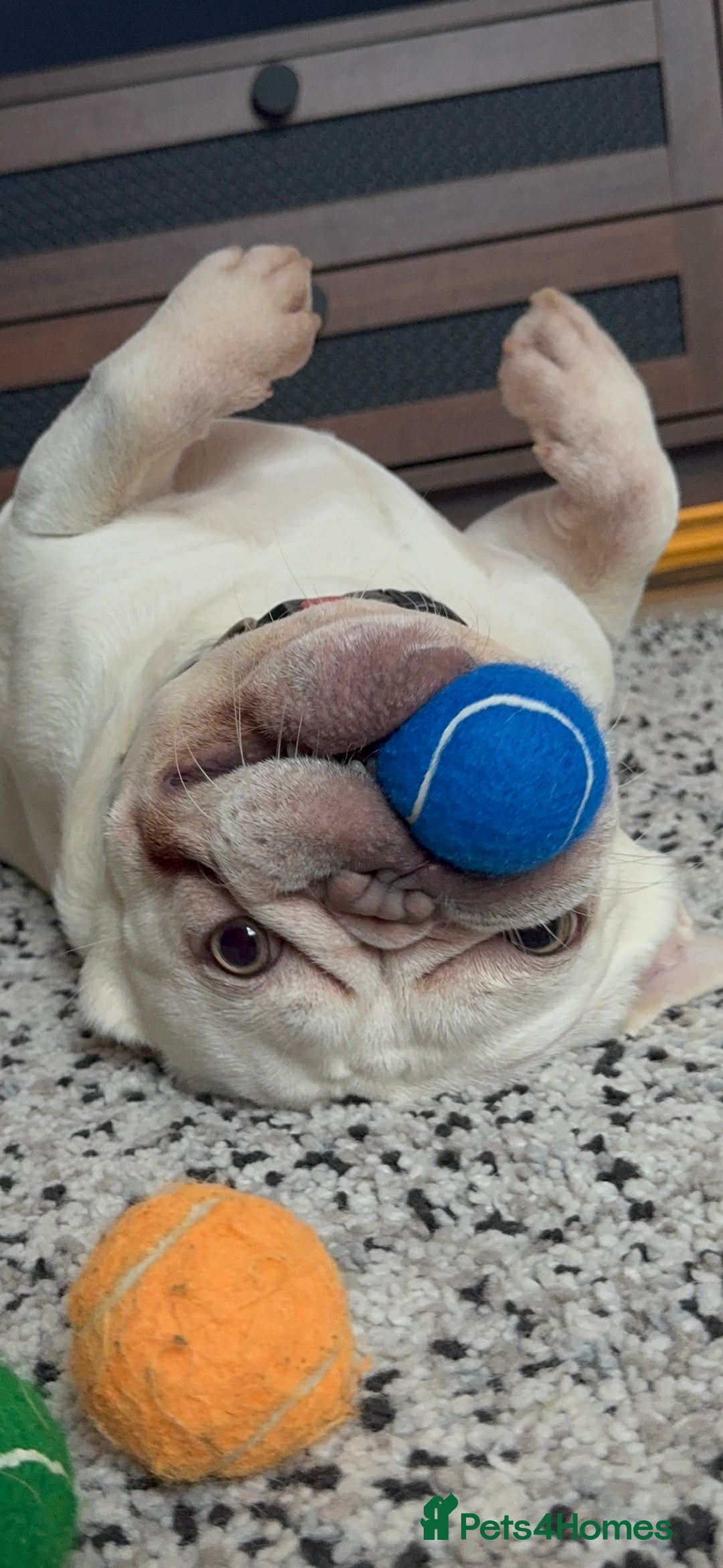 French Bulldog dogs for sale: two-year-old Platinum Lilac Frenchie - Advert 2