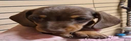 Miniature Dachshund dogs for sale: Beautiful Pups - Advert 8
