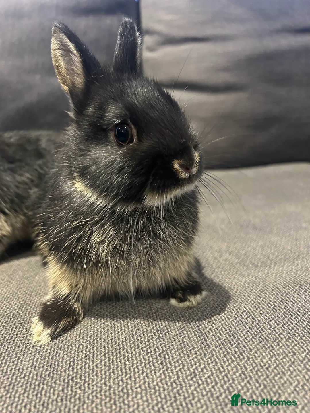 Netherland Dwarf rabbits for sale: Brother & sister Purebred bunnies: homed together  - Advert 12