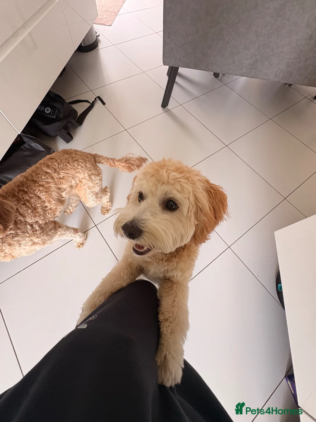Cavapoochon dogs for sale: Beautiful 8 month old cavapoochon in Yarm - Advert 5