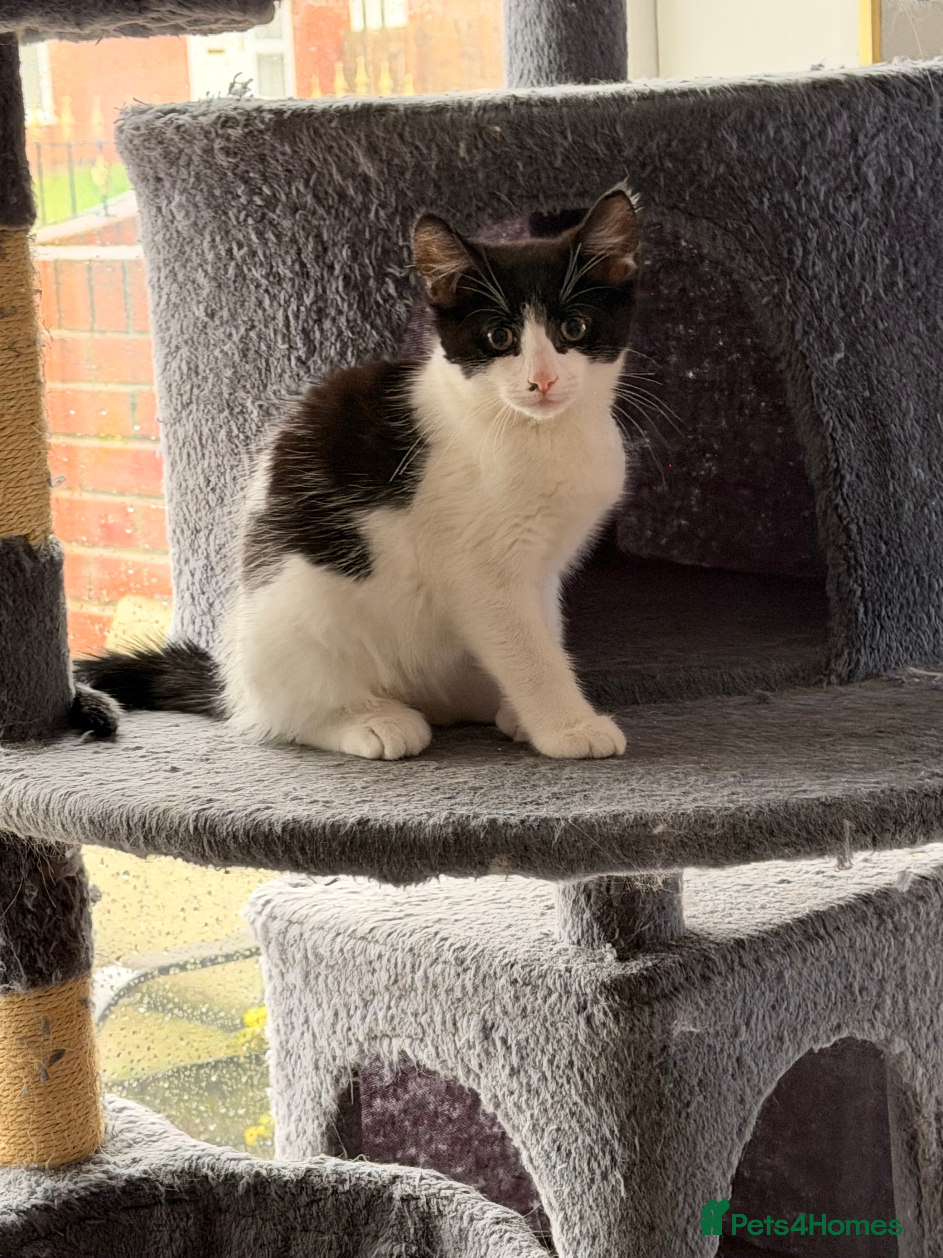 Mixed Breed cats Male Kittens for Sale-Polydactyl Tabby/White/Black - Advert 2