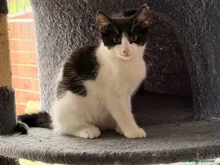 Mixed Breed cats Male Kittens for Sale-Polydactyl Tabby/White/Black - Advert 2