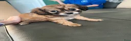 Mixed Breed dogs for sale: Chillier - Advert 3