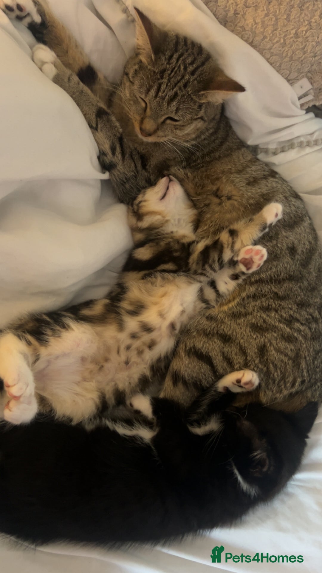 Siberian cats for sale: Black and white kitten  - Image 3