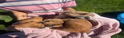 Jackapoo dogs for sale: JACKAPOO PUPPIES FOR SALE in Ilkeston - Advert 2