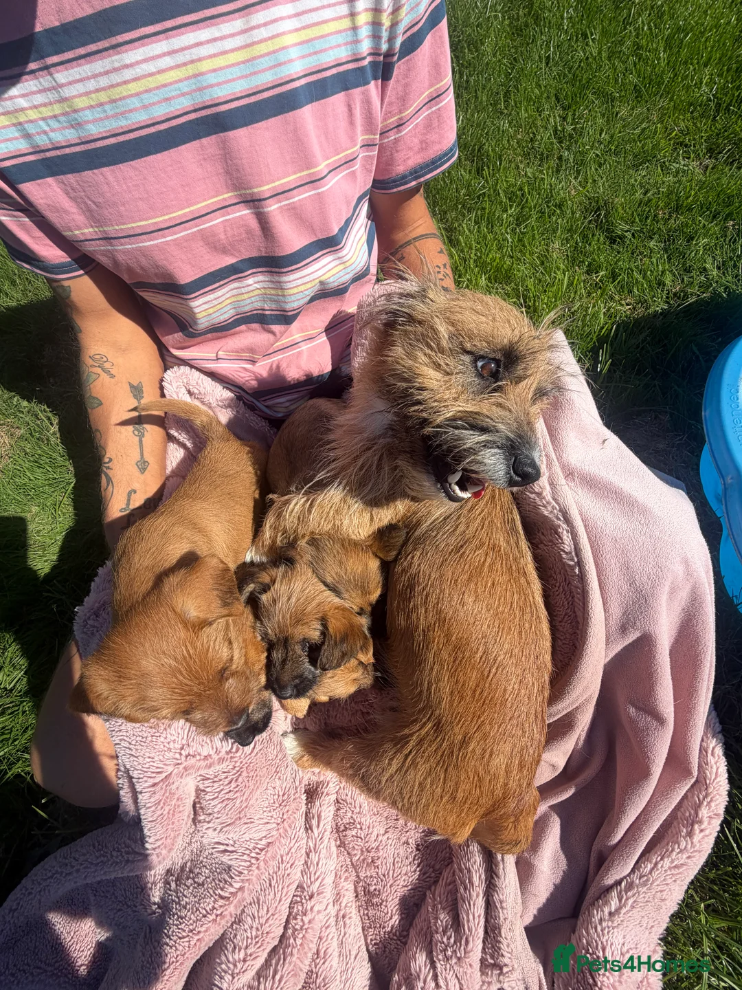Jackapoo dogs for sale: JACKAPOO PUPPIES FOR SALE in Ilkeston - Advert 2