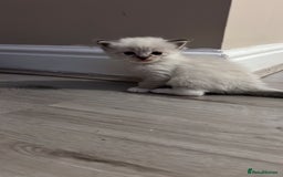 Ragdoll cats for sale: Ragdoll kittens  - Image 33