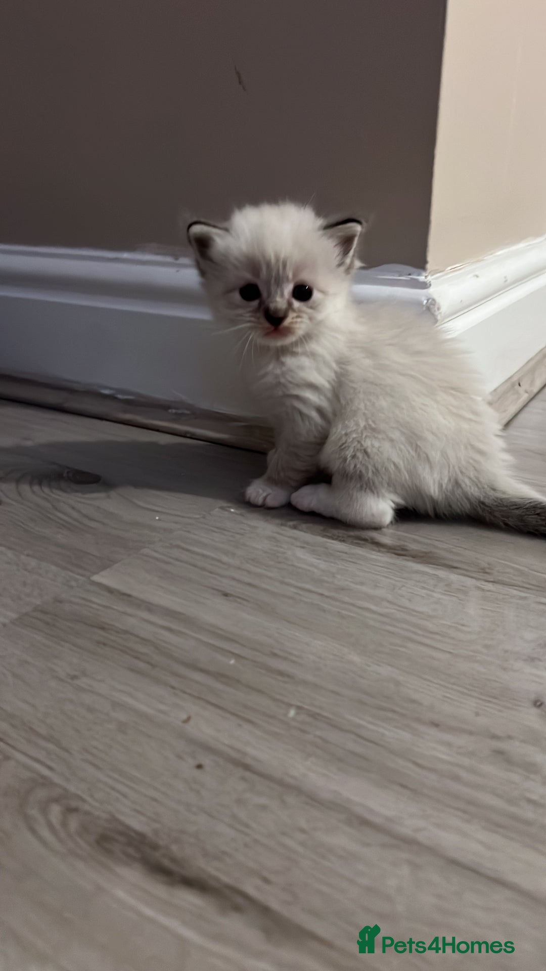 Ragdoll cats for sale: Ragdoll kittens  - Image 33