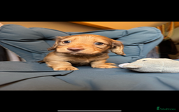 Dachshund dogs for sale: Kc.reg miniature dachshund puppies  - Image 4