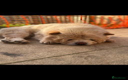 Chow Chow dogs for stud: Cream chow chow Stud  - Image 5