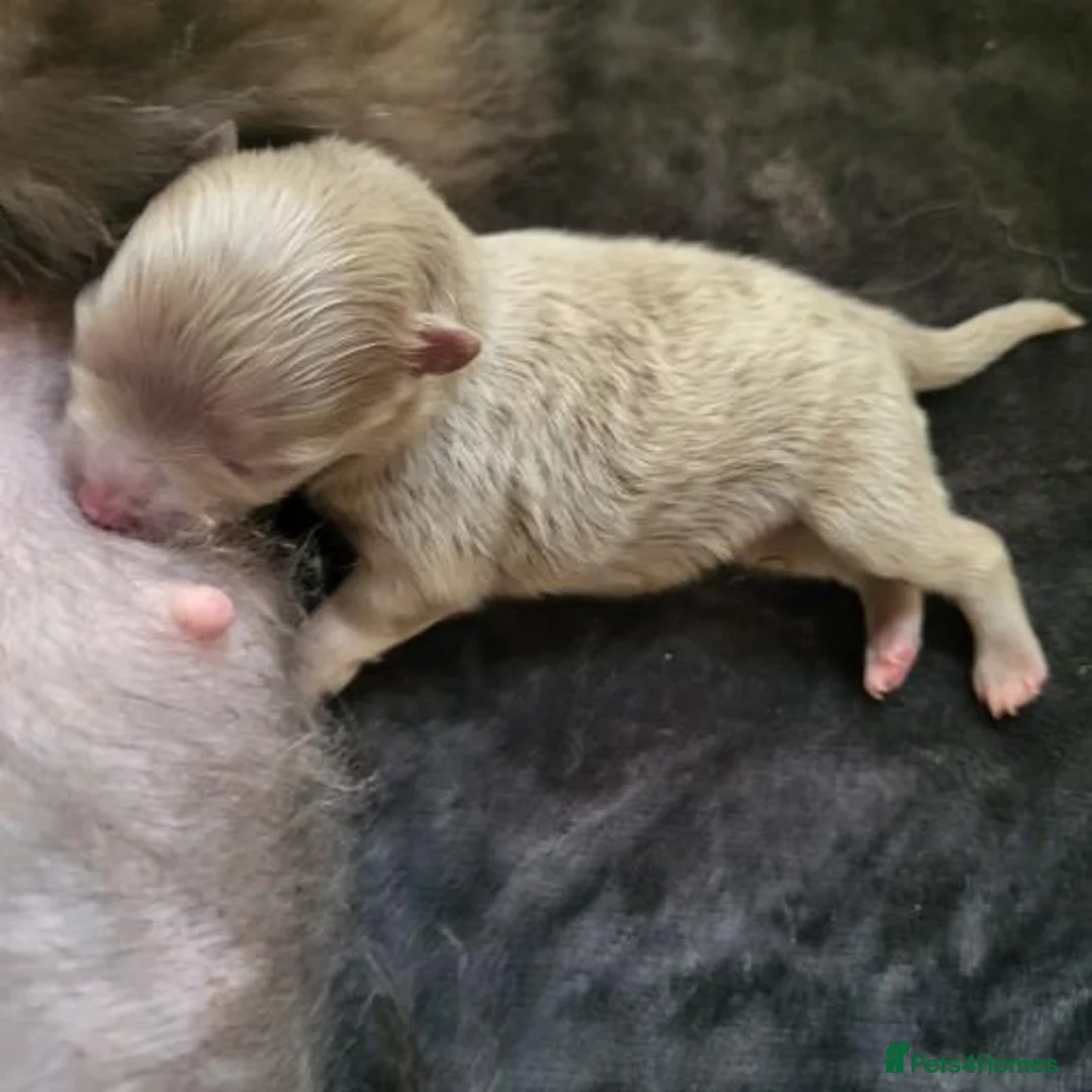 Pomeranian dogs for sale: Stunning lilac pomerainian baby girl  - Advert 5