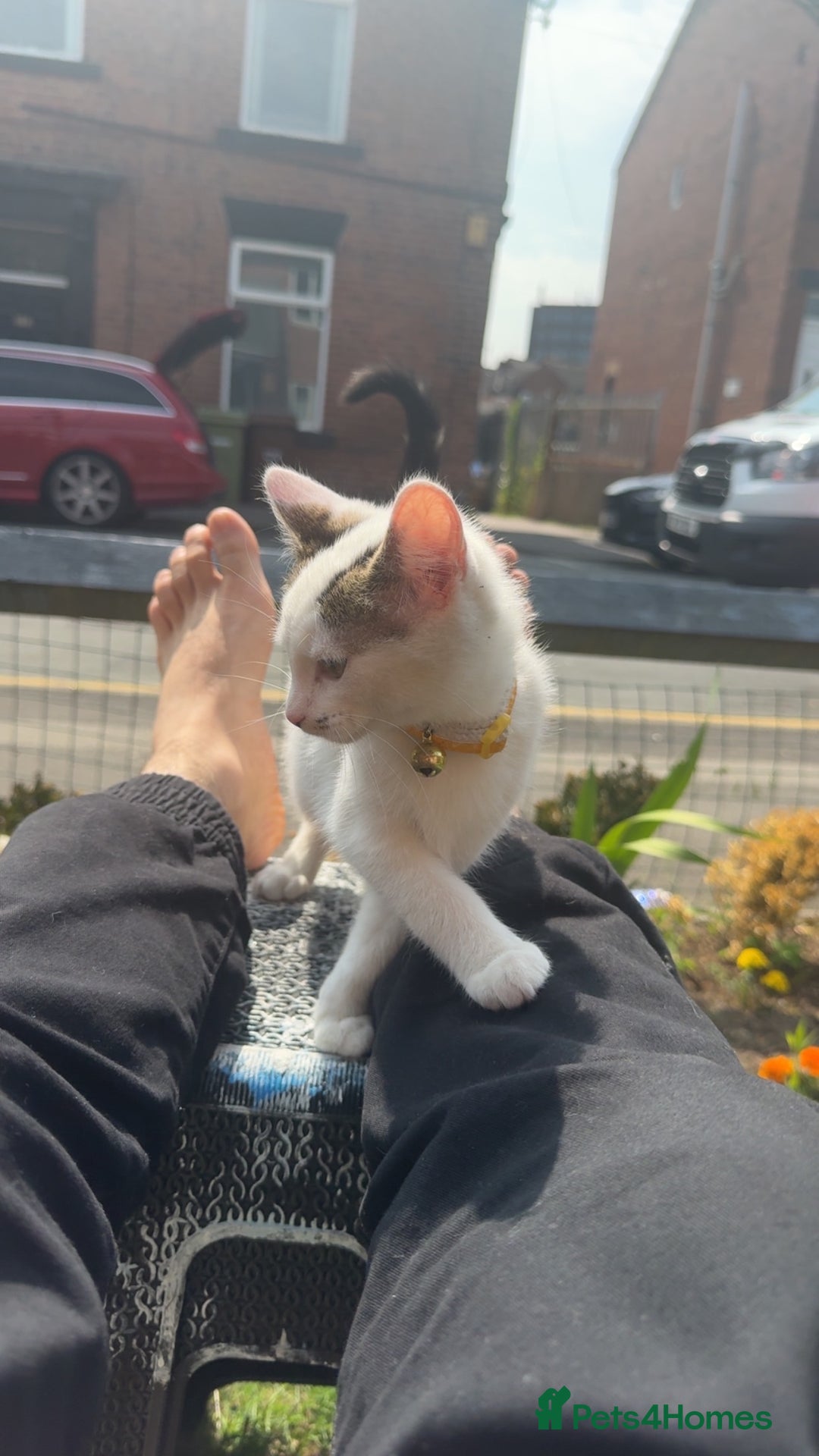 Mixed Breed cats for sale: Kittens for sale - Image 5