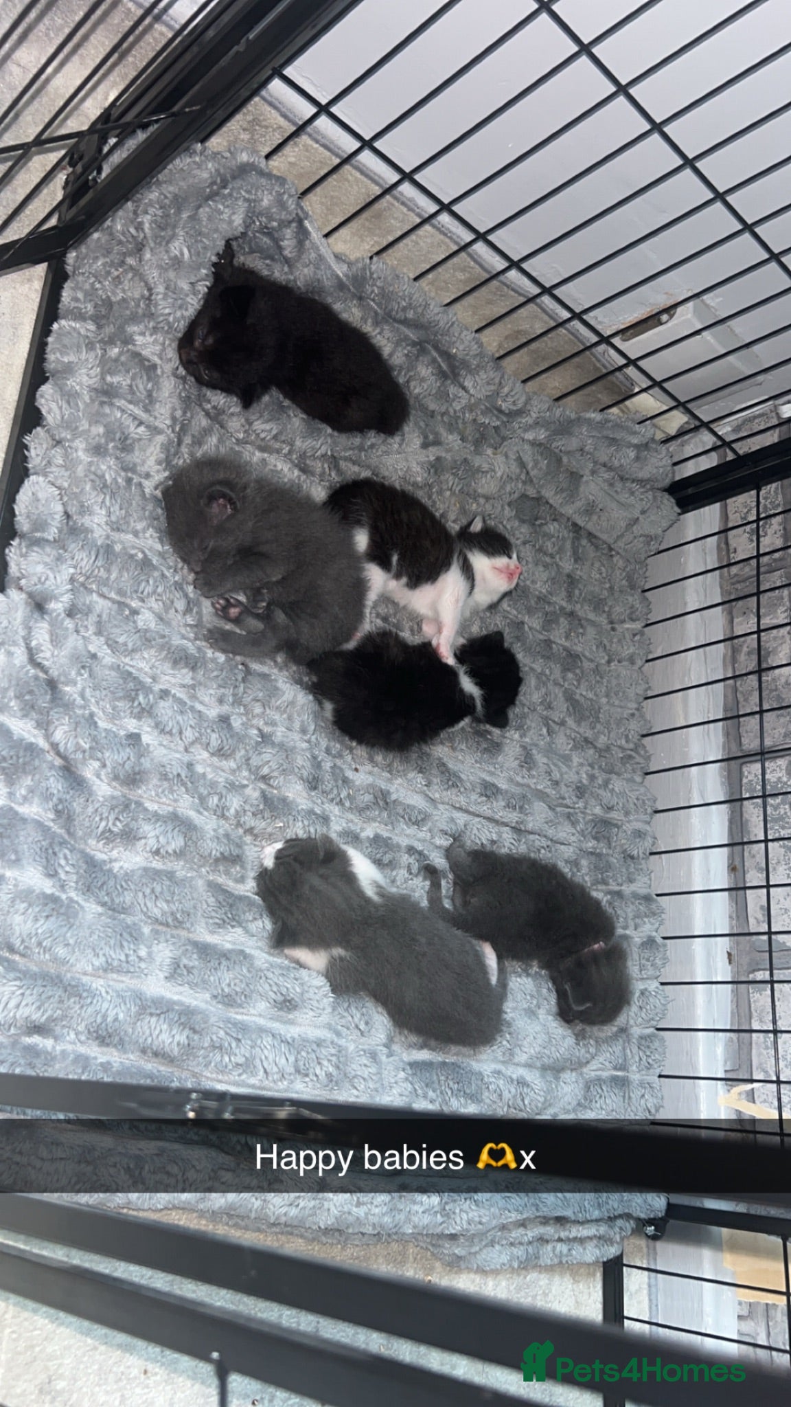 Mixed Breed cats X3 Male British Short Hair Cross Kittens For Sale - Advert 1
