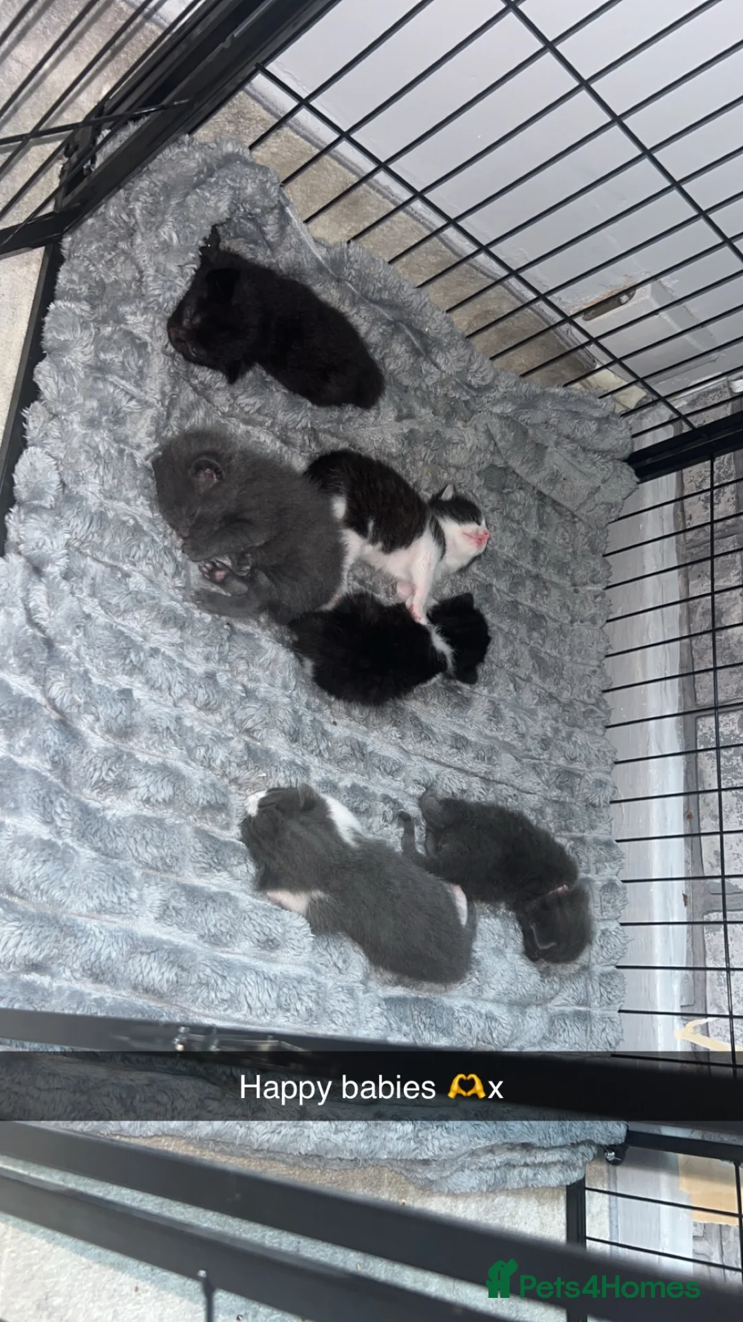 Mixed Breed cats for sale: X3 Male British Short Hair Cross Kittens For Sale in Kilmarnock - Advert 1
